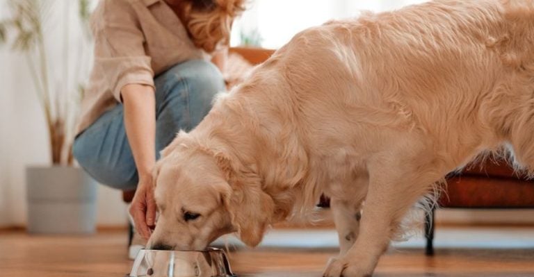 The Truth About How Long Golden Retrievers Live (And How to Add Years)