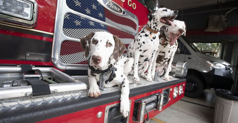 The World’s 20 Coolest Dogs—Ranked by Unmatched Vibes