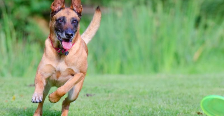 These 10 Big Dogs Will Protect and Love You With Everything They’ve Got
