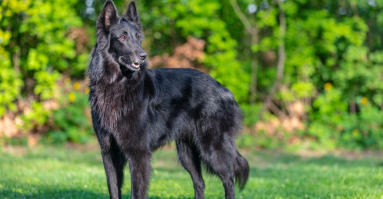 These 10 Black Dog Breeds Look So Much Like Wolves, It’s Wild