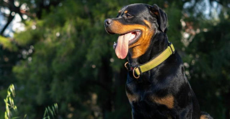 These 10 Brave Dogs Would Die to Protect You