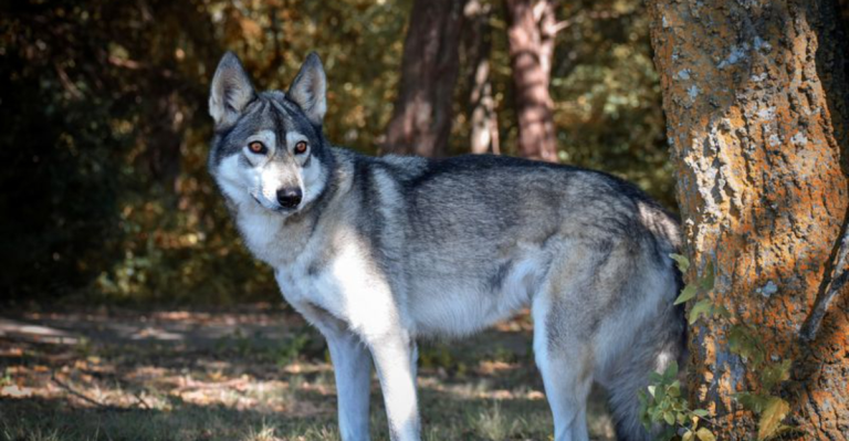 These 10 Dog Breeds Are Just One Generation Away from Wolves