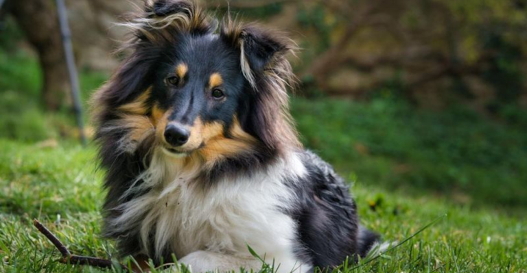 These 10 Dog Breeds Feel Everything—And These 10 Feel Nothing (Apparently)