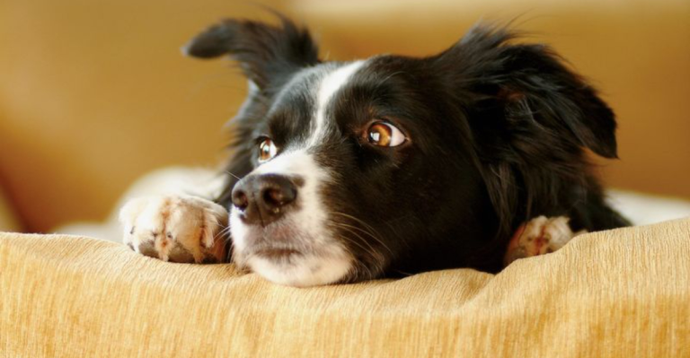 These 10 Dogs Are Trouble—And These 10 Are Total Angels