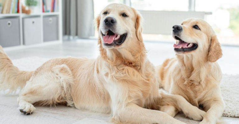 These 14 “Guard Dogs” Would Definitely Let You Get Robbed