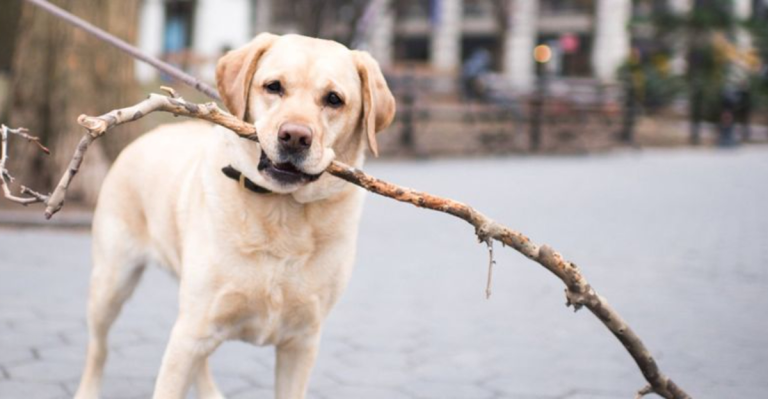 These 15 Dog Breeds Are the Most Thankful When You Give Them a Second Chance