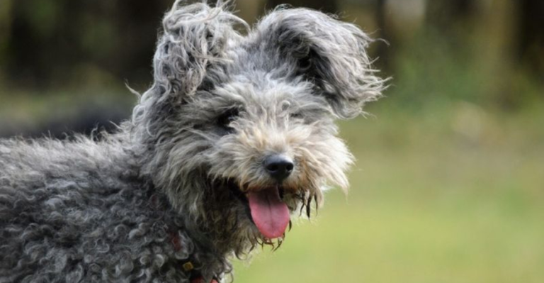 These 15 Underrated Dog Breeds Deserve More Love Than They Get