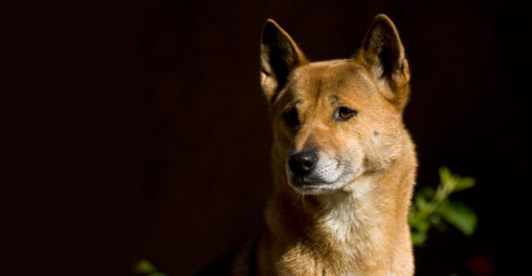 These 22 Dog Breeds Are So Rare, You’ll Think We Made Them Up