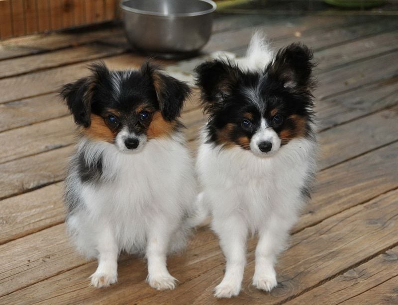 Papillon vs. Phalène
