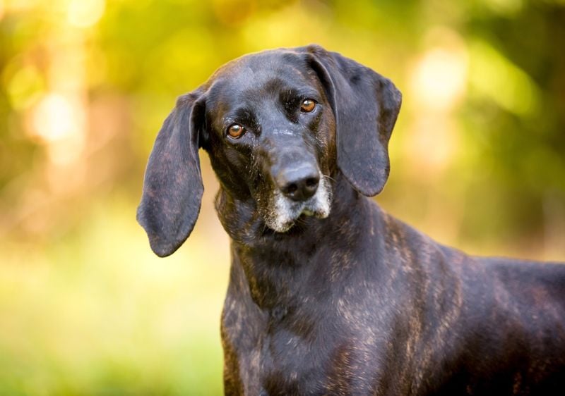 Plott Hound