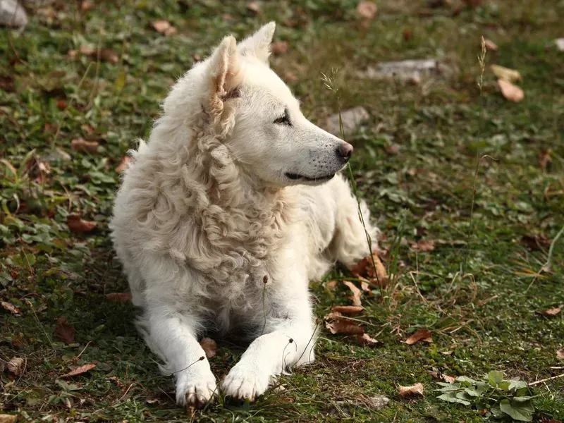 Mudi: Hungary's Versatile Farm Wizard
