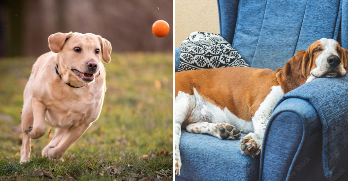 top-10-neediest-dog-breeds-that-require-nonstop-attention-10-that-are