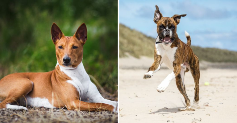 Top 7 Healthiest Dog Breeds & 7 That Commonly Face Health Issues