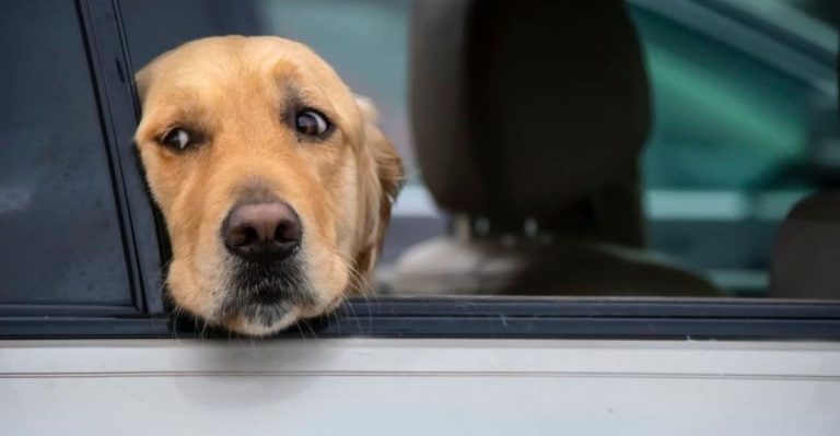 Traveling With Your Dog? Don’t Make These 10 Common Car Mistakes