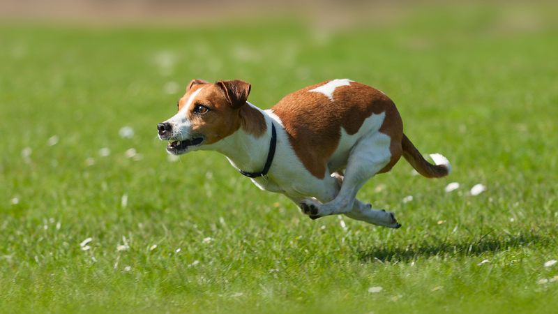 Jack Russell Terrier: Tiny Dog, Massive Energy