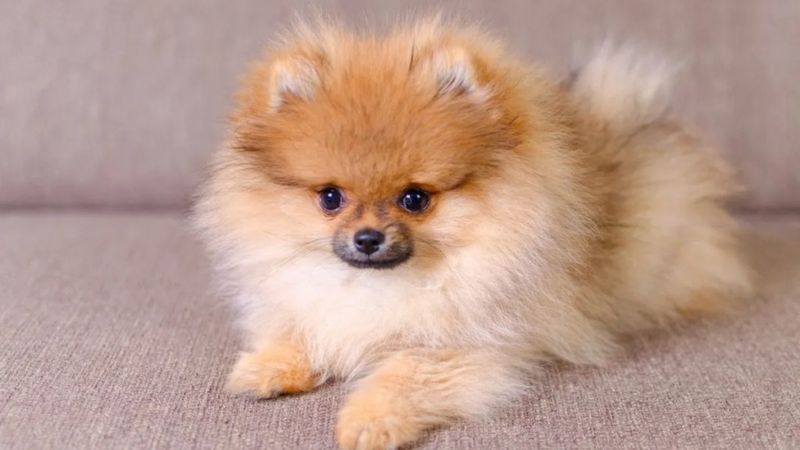 Pomeranian