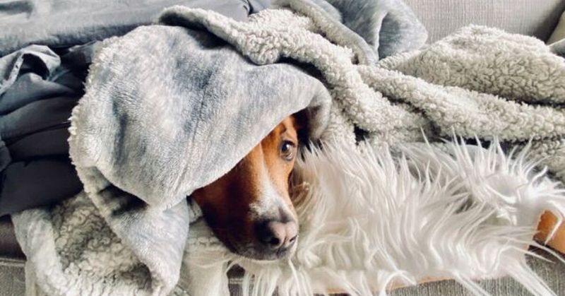 Burrowing in Blankets