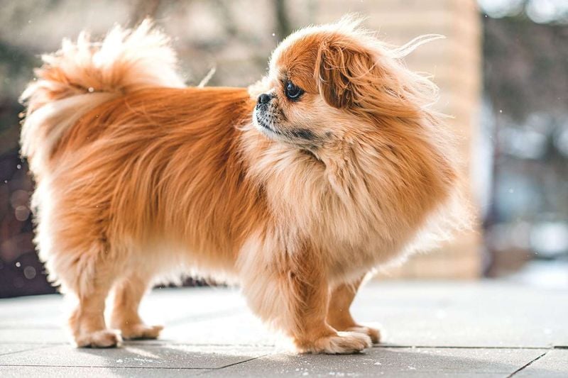 Sacred Guardians of Tibetan Monasteries: Tibetan Spaniel