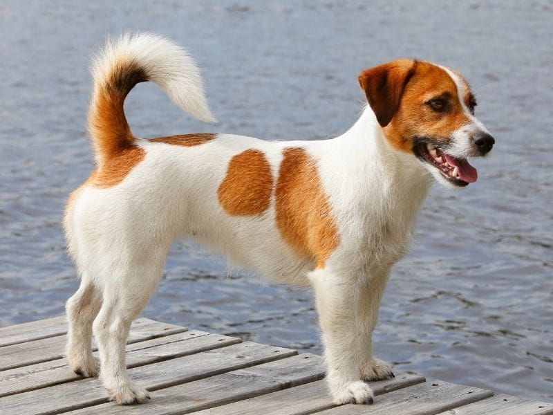Jack Russell Terriers