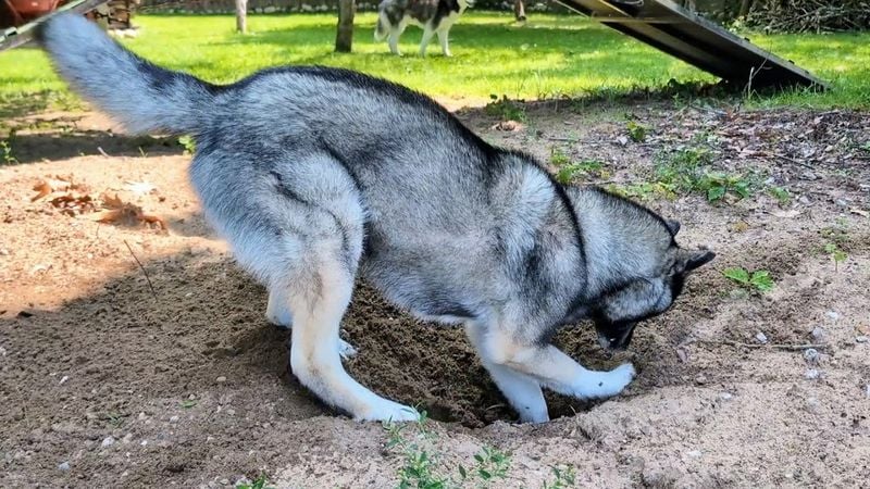 Siberian Husky