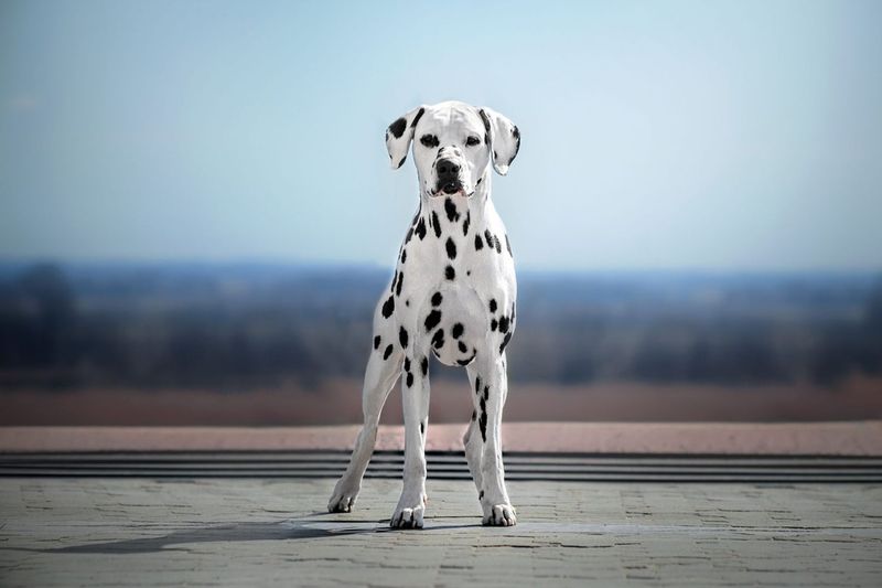 Dalmatian: Beautiful But Overwhelming