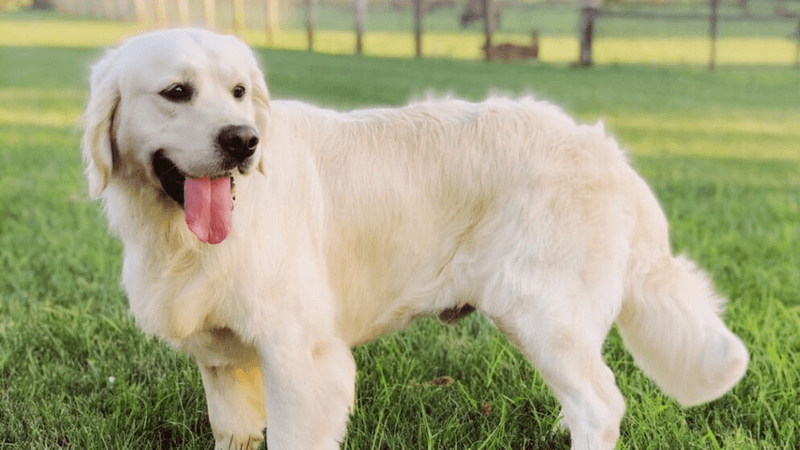 English (British) Golden Retriever
