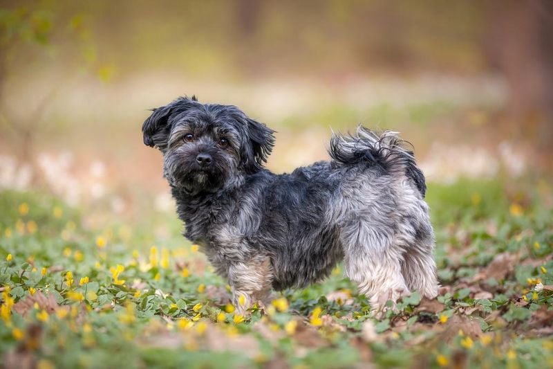 Havanese: The Velcro Charmer