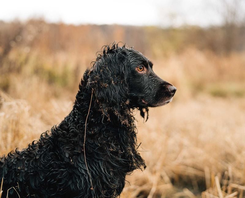 Boykin Spaniel: The South Carolina Turkey Dog