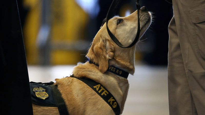 Explosive Detection Specialists