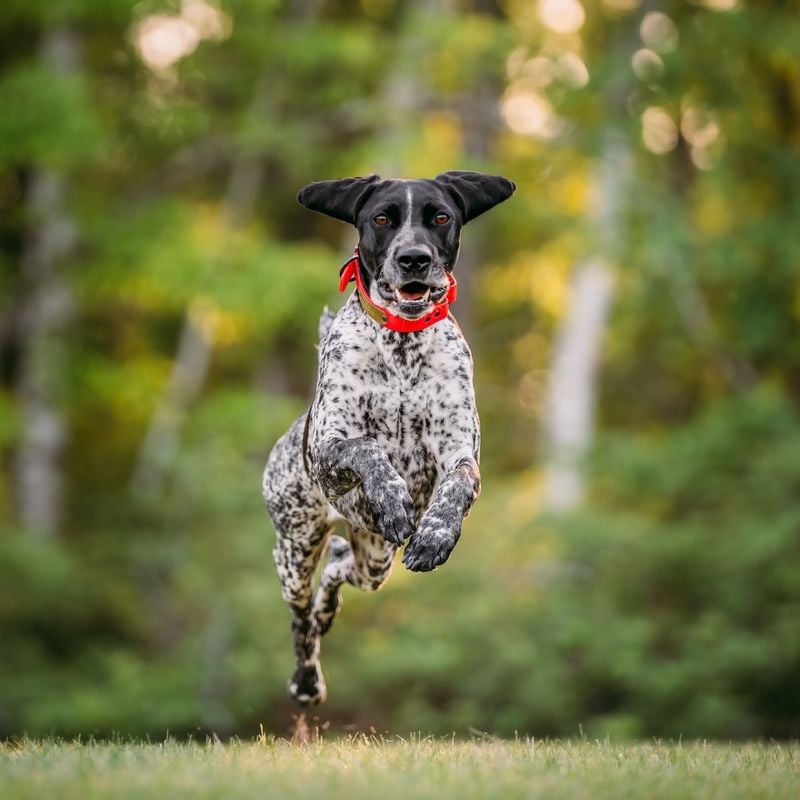 German Shorthaired Pointer