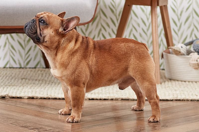 French Bulldog: The Adaptable Charmer