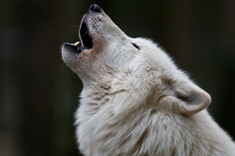 Howling Will Become Your Soundtrack