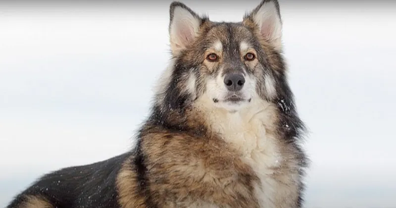 Wolf–Utonagan Mix
