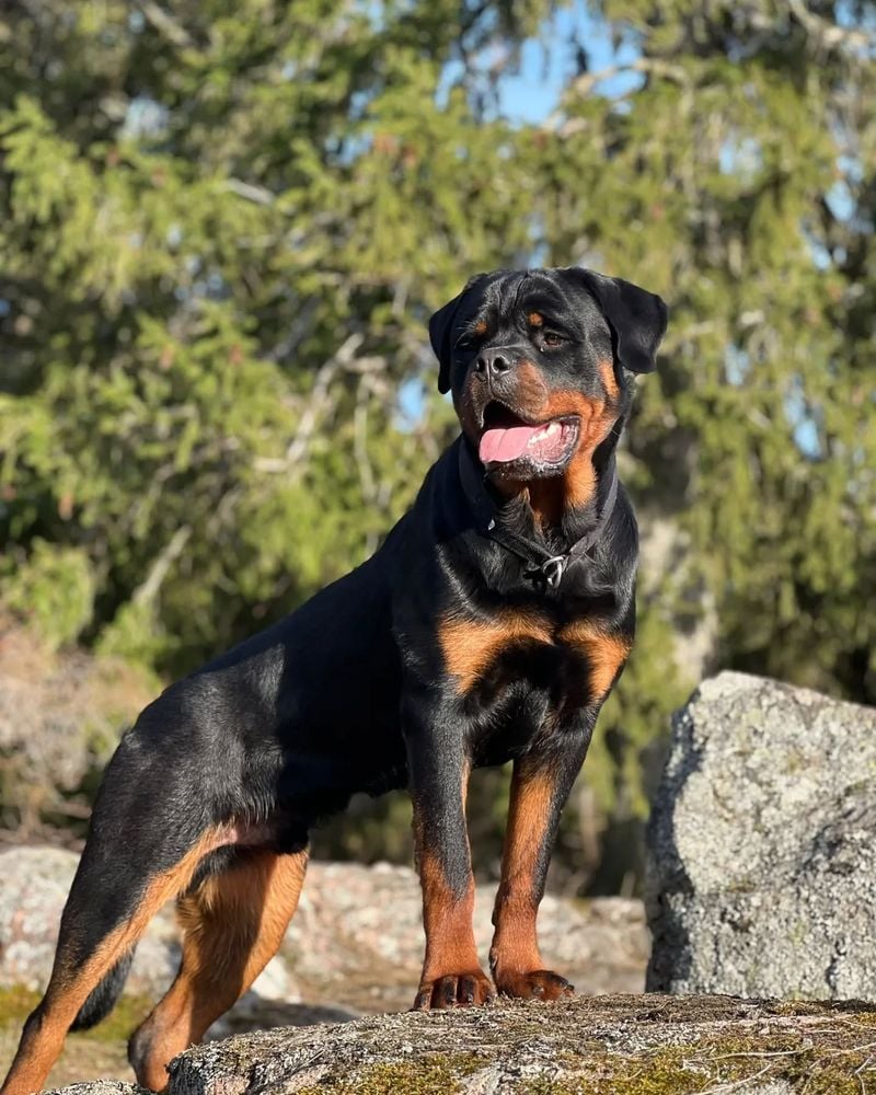 Rottweilers
