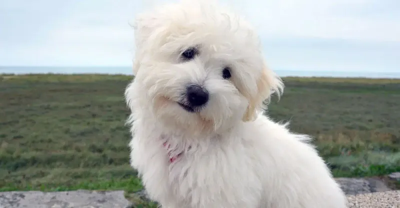 Coton de Tulear
