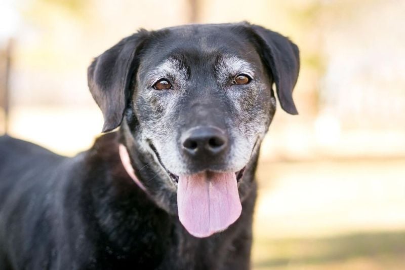 You Shouldn’t Adopt a Senior Dog