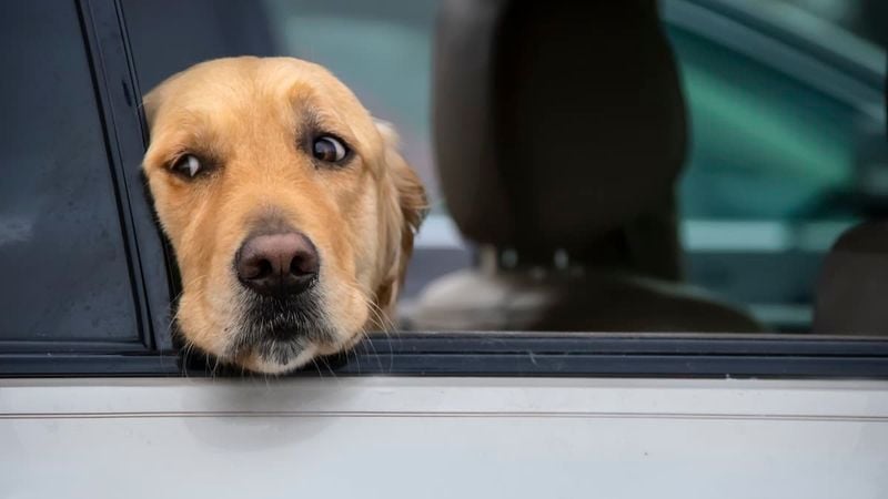 Ignoring Your Dog’s Anxiety Signals