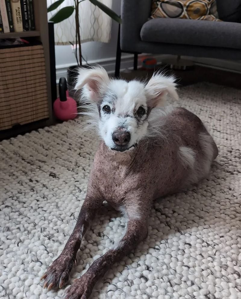 Chinese Crested