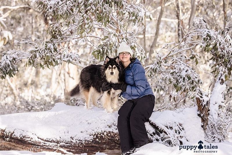 Finnish Lapphund