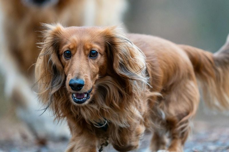 Dachshund (especially long-haired)