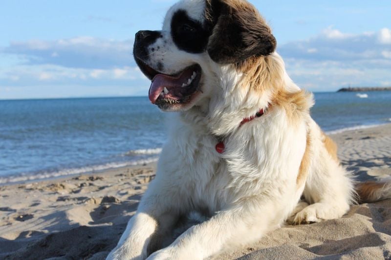 Saint Bernards
