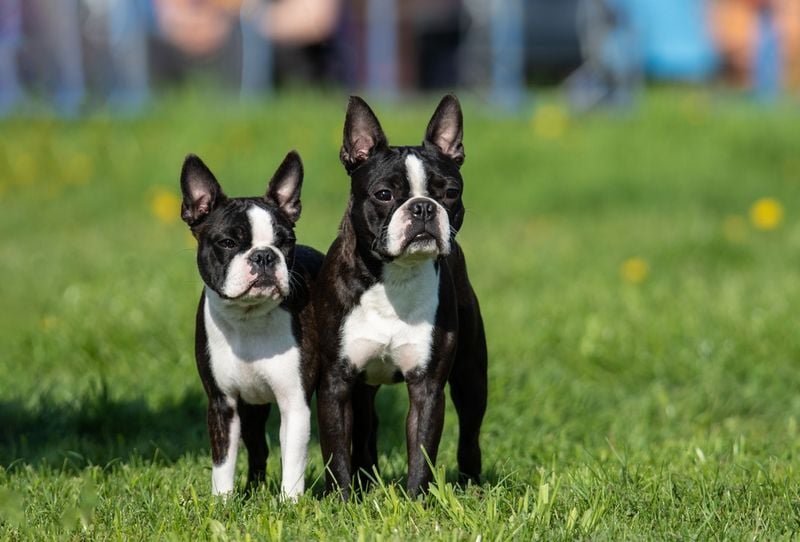 Boston Terrier