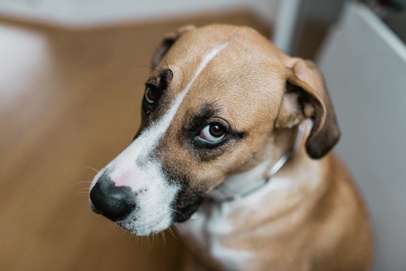The Guilty Look Phenomenon