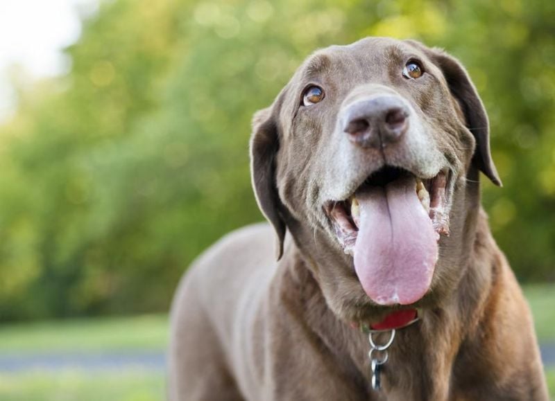 Panting When It’s Not Hot