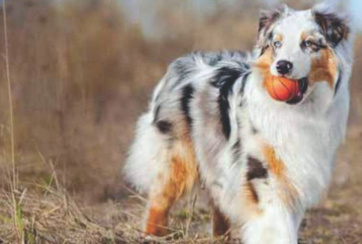 Homes Must Be Puppy-Proofed