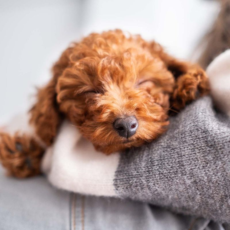 Poodle (All Sizes)