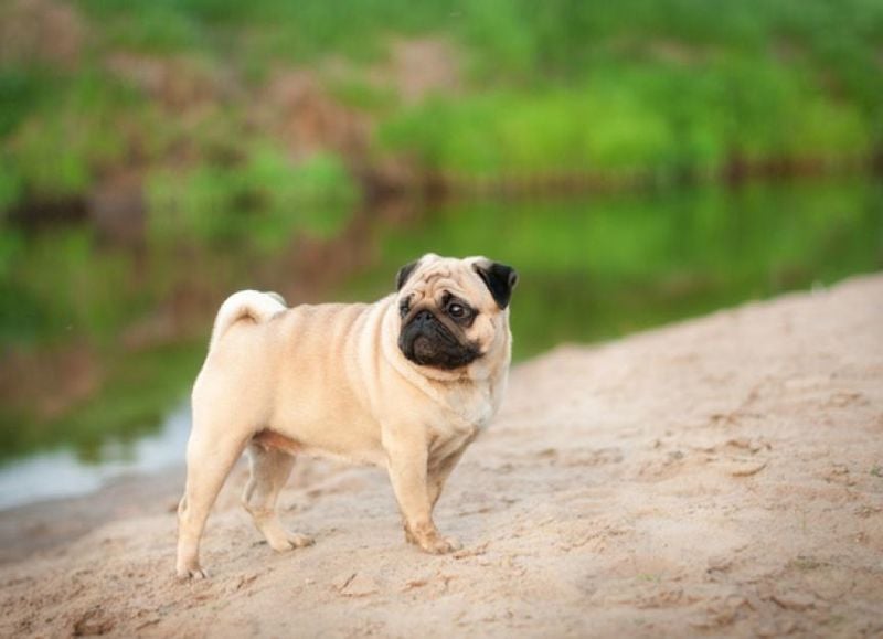 Pug