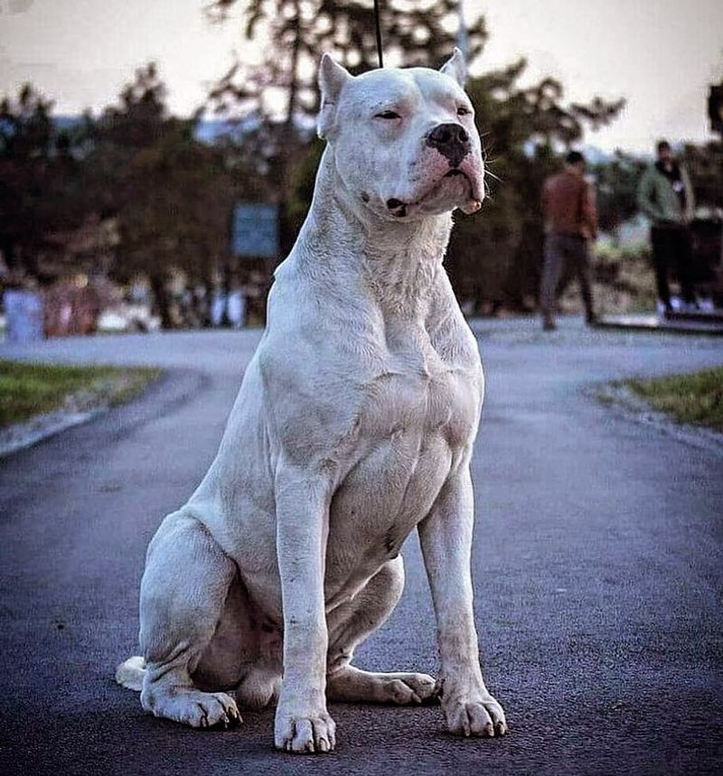Dogo Argentino