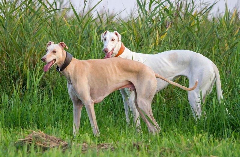 Greyhounds