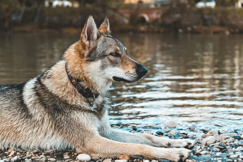 Wolfdog (Wolf Hybrids)